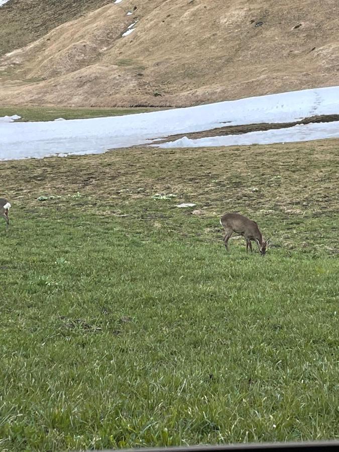 Romantisches Plaetzchen In Der Natur Grindelwald Zewnętrze zdjęcie